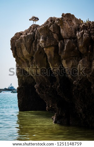 Seagull standing on top of a cliff in the Praia da Rainha (Queen's beach) in Cascais. Paradise between cliffs surrounded by the Atlantic Ocean in Cascais, district of Lisbon, Portugal. Royalty-Free Stock Photo #1251148759