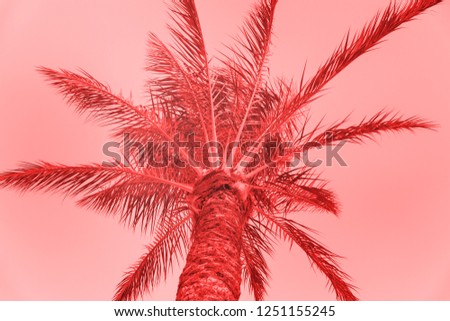 Palm tree toned in Living Coral color of the Year 2019. Summer exotic background.