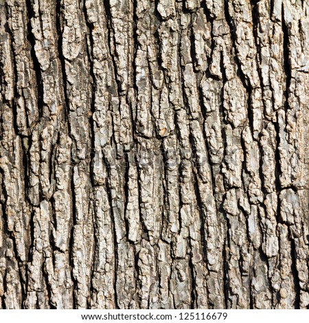 Old Wood Tree Texture Background Pattern Royalty-Free Stock Photo #125116679