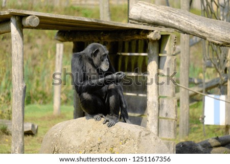 monkey in wild nature, chimpanzee sitting on rock