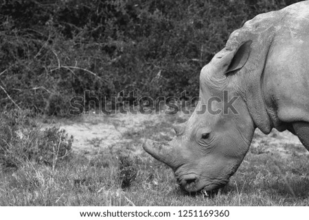 A white rhino (Ceratotherium simum) in the wild in South Africa. Wildlife photography. 