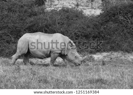 A white rhino (Ceratotherium simum) in the wild in South Africa. Wildlife photography. 