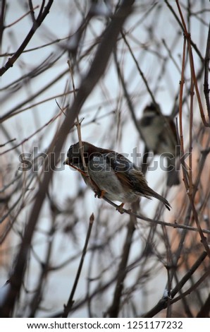 sparrows on the branch 