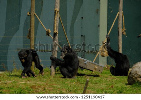 three funny monkeys in wild nature, chimpanzee