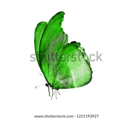 Watercolor butterfly , isolated on white