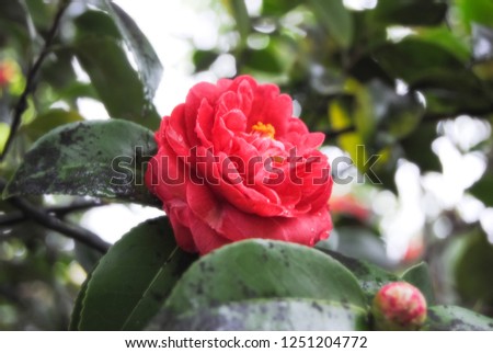Red scarlet rose on the tree