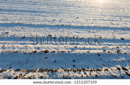 snow lying in snowdrifts after the last snowfall. Picture in winter with little depth of field. Through the snow you can see the land from the plowed agricultural field