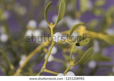 White berries of a European mistletoe (Viscum album)