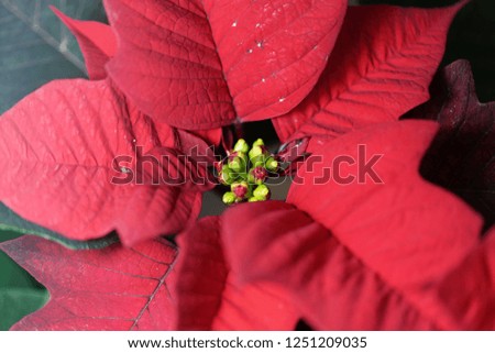 Macro photo of poinsettia bush flowers (Euphorbia pulcherrima)