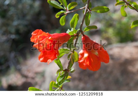 Pomegranate Flower, Ronda, Andalusia, Spain