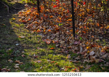 Fallen leaves on green grass and fence at park in autumn