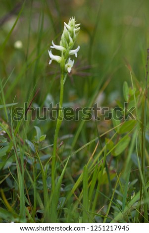 Spiranthes romanzoffiana, commonly known as hooded lady's tresses (alternatively hooded ladies' tresses) or Irish lady's-tresses. Habit picture of a rare protected plant from Ireland.