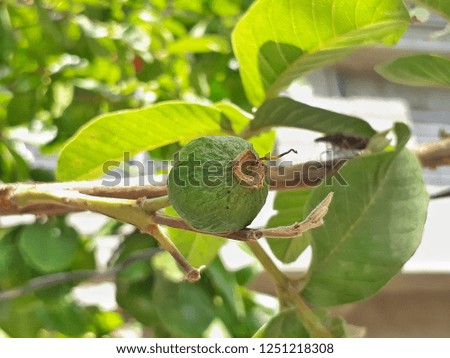 Guava Tree Image
