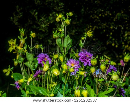 Beautiful field and meadow flowers. Beautiful view of many field and meadow flowers in the evening and at night in nature against the backdrop of greenery.