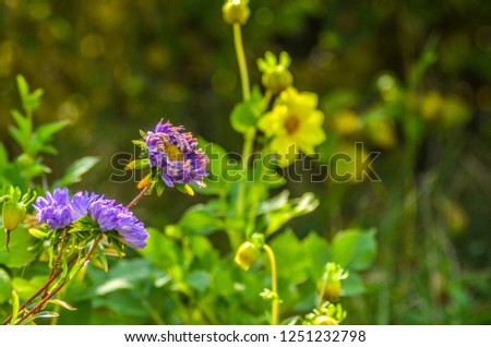 Beautiful field and meadow flowers. Beautiful single field and meadow flower on a summer day in nature against the backdrop of greenery.