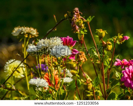Beautiful field and meadow flowers. Beautiful view of the many field and meadow flowers on a summer day in nature against the backdrop of greenery.