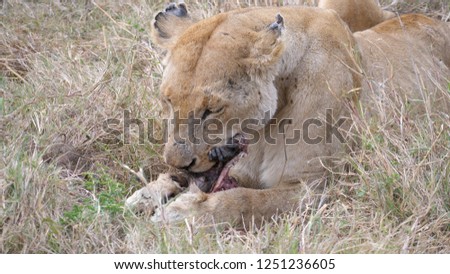 Lion, Lioness is eating a Baboon Monkey. on the photo she is eating the hand from the little monkey. Tanzania, Africa