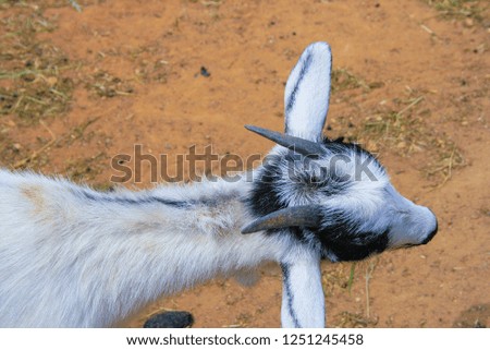 Up side view of the goat baby. Animals of the cattle farm.