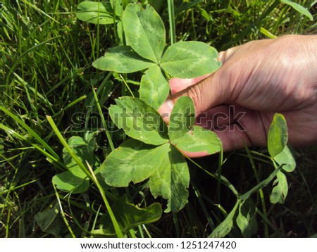 Natural phenomenon - four-leaf and five-leaf clover together