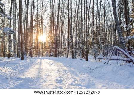 Dawn frosty morning. Winter landscape of frosty trees, white snow and blue sky. Tranquil winter nature in sunlight in park