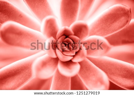Succulent plant in Living coral color close up background. Pantone color of the year 2019 concept.