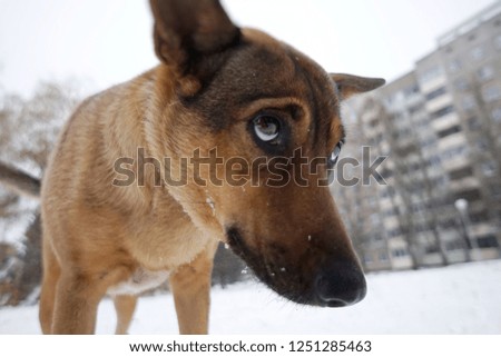 portrait of a young dog, brown, on a background of white snow