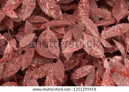 abstract natural background plant leaves texture toned