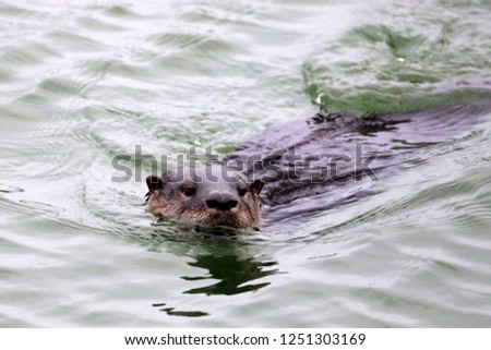 River Otter in Harbour swimming
