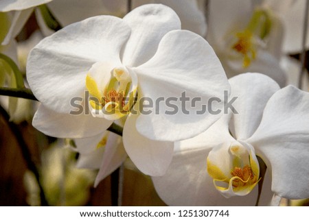 White Orchid flowers close-up image