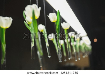 White tulips hanging in vases above the bar in the restaurant