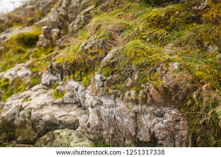 Close up beautyful moss on rocks by the river. Old gray stones with green moss texture background