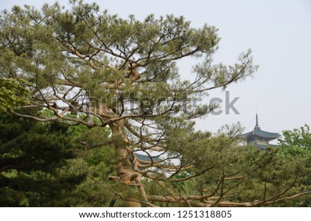 Big old tree close-up. Gyeongbokgung Palace, Seoul, South Korea.