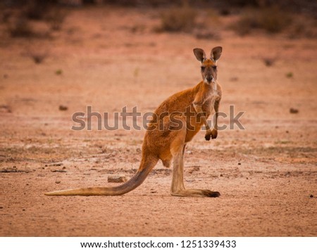 Red kangaroo (Macropus rufus) in the desert looking at the camera. Largest of all kangaroos and largest terrestrial mammal native to Australia. 