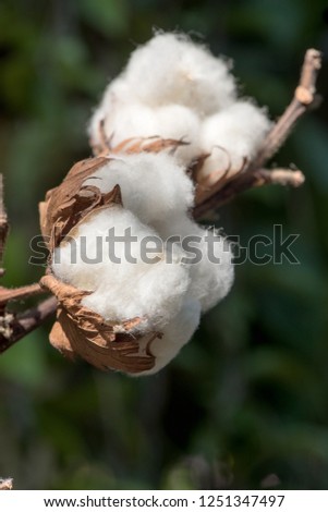Cotton, flower can woven into cotton on a natural background.