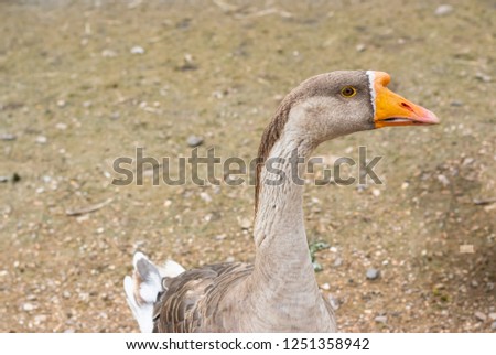 Goose swan poses for a picture on a sandy background.