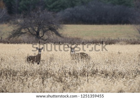 Buck and Doe in field