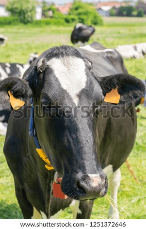 Holstein-Friesian cow posing for picture on a farm.
