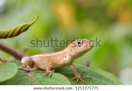 Thai chameleon on natural green background