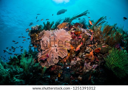 Beautiful and healthy corals surrounded by fish with blue water background and sun rays shining through, Indonesia