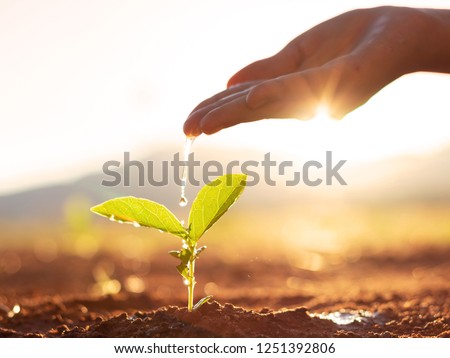 Hand nurturing and watering young baby plants growing in germination sequence on fertile soil at sunset background Royalty-Free Stock Photo #1251392806