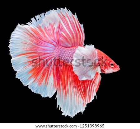 Red biting fish, Thai popular aquarium fish isolated on black background