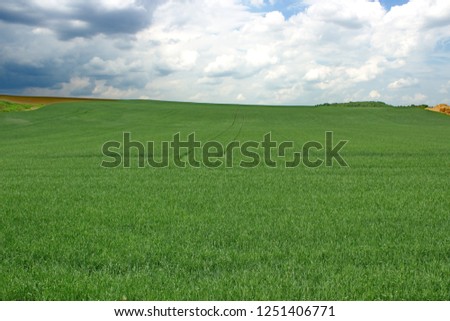 A healthy sod farm. Royalty-Free Stock Photo #1251406771