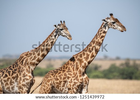giraffe couple in savanna