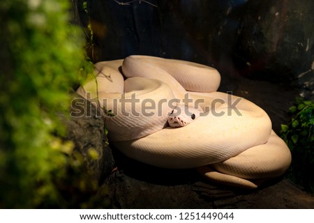 A picture of a beautiful Reticulated Python(Leucistic) Snake at Siam Serpentarium(snake museum),Ladkrabang,Bangkok,Thailand