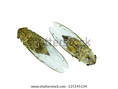 Cicada (order Hemiptera,suborder Auchenorrhyncha) on white background.