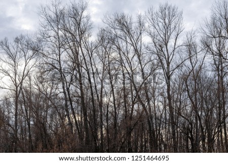 Silhouette of a trees against a cold winter sky with the clouds. The bare branches against the cloudy sky.