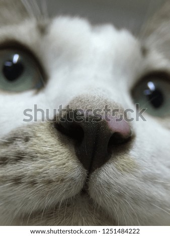 Close up a nose of cat.