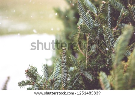 snow falling around fir trees