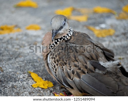 Puffy spotted dove standing on concrete ground closeup