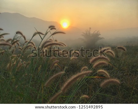 A front selective focus picture of grass flowers and mountain in the morning sunrise.